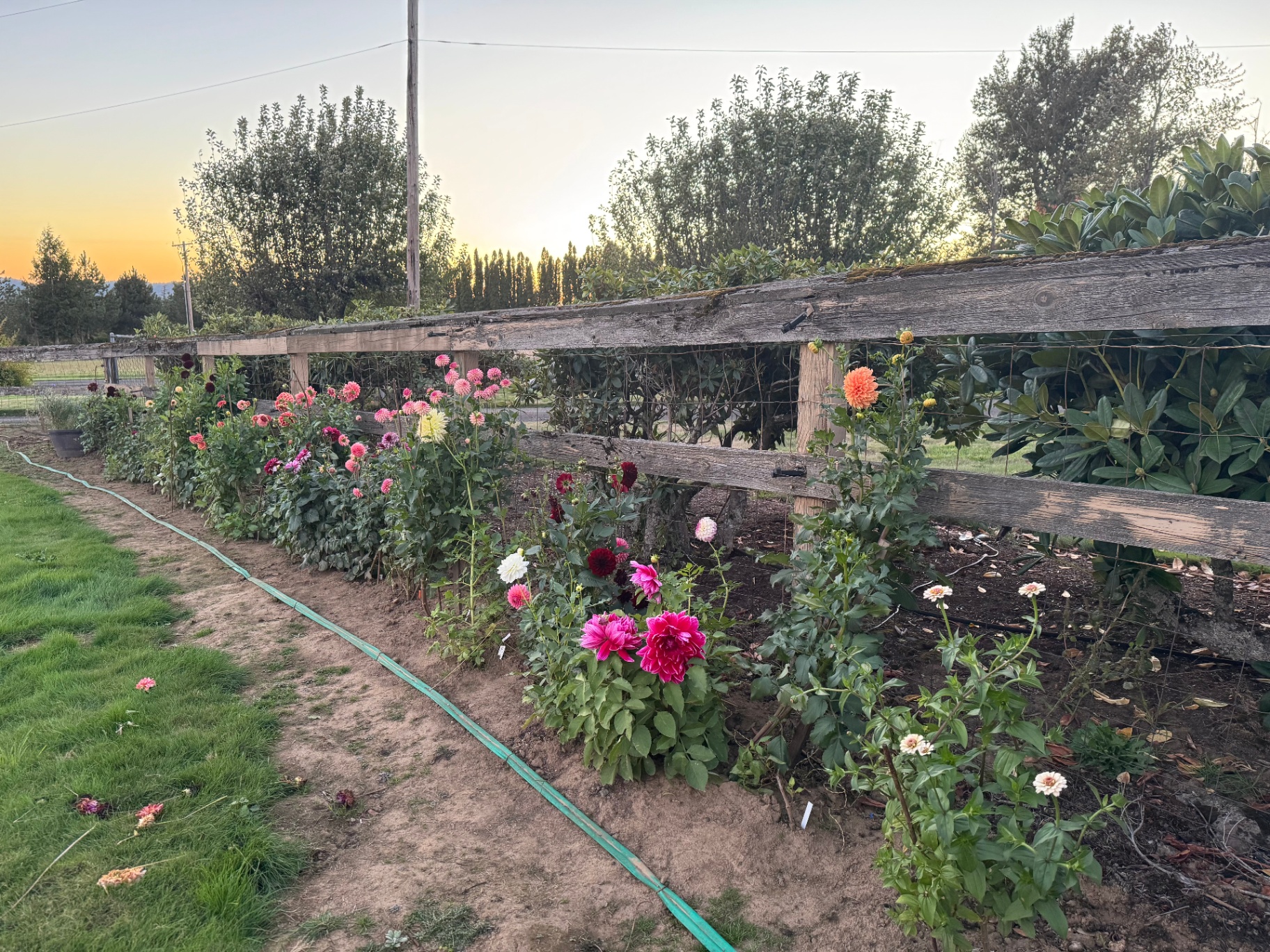 Dahlia field on Broughton Bluff overlooking the Columbia River Gorge at golden hour